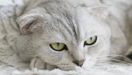 篮球名将表示希望退役后当教练